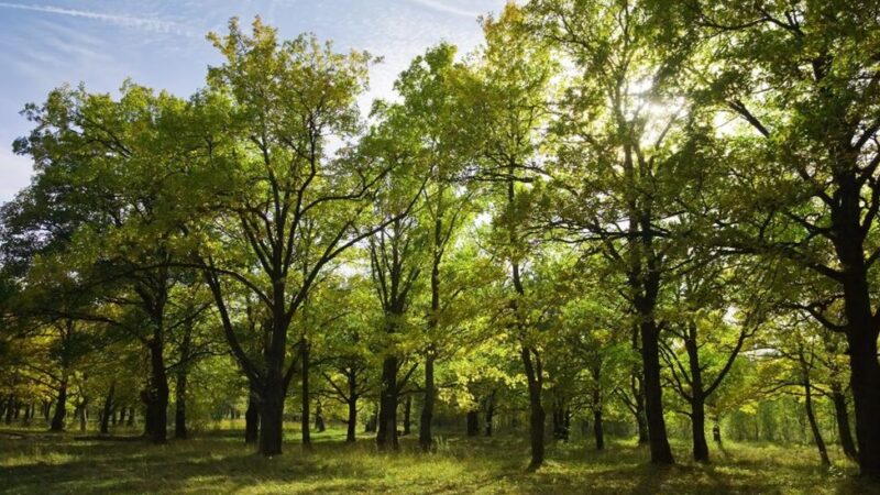 Sustainable Practices for Boosting Tree Health and Growth