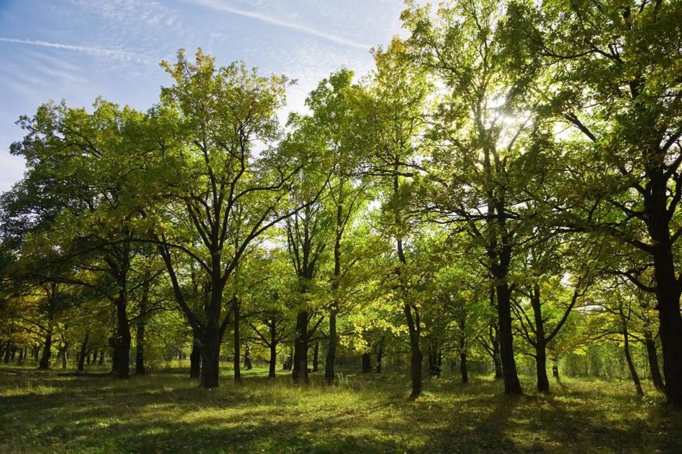 Sustainable Practices for Boosting Tree Health and Growth