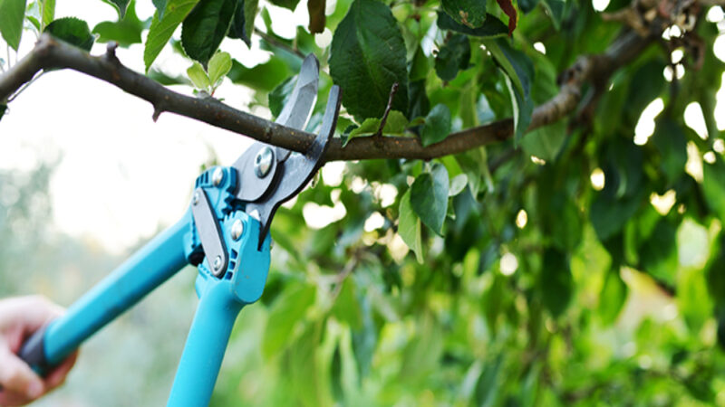 tree pruning service offers