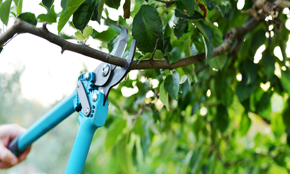 The Art and Science of Tree Pruning: How Professional Services Can Transform Your Garden