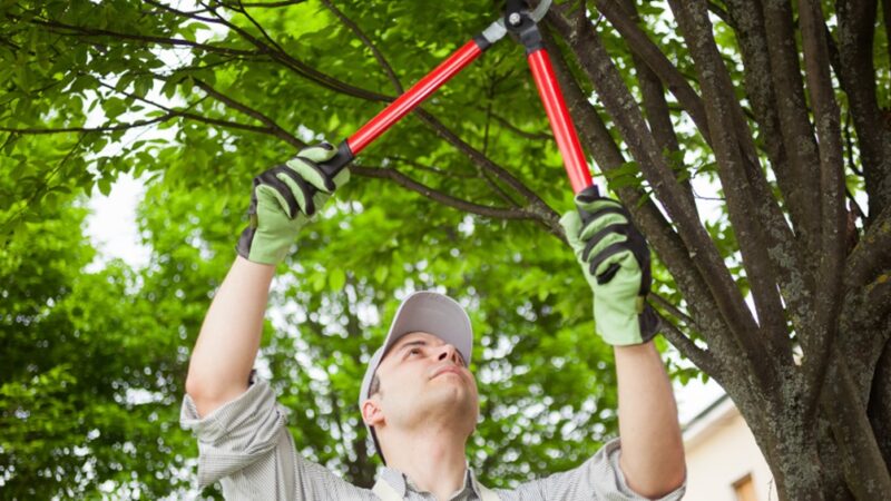 Pruning and Trimming is Still